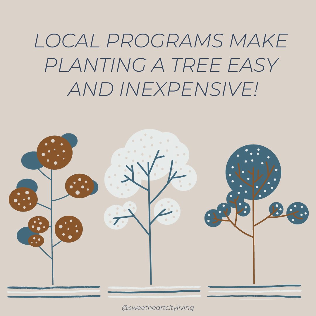 Local Programs in Northern Colorado Make Planting a Tree Easy