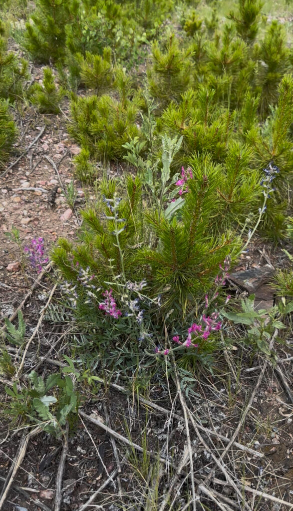 Nature is making a comeback